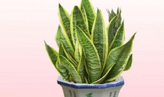 虎皮花的养殖方法和注意事项（老虎皮花怎么养）