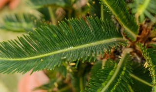 铁树的养殖方法和注意事项有哪些 铁树的养殖技巧