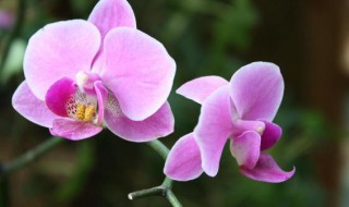 养殖蝴蝶兰需要注意哪些事项 蝴蝶兰养殖过程中需要注意些什么