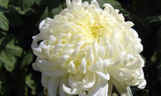 秋天盛开有哪些花儿 秋天都有哪些花儿盛开