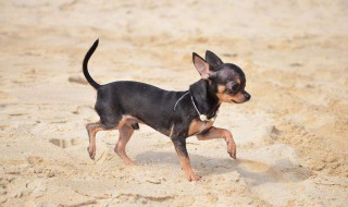 纯种吉娃娃有什么特征 正宗吉娃娃有什么特征