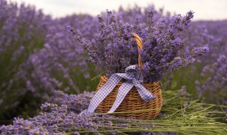 银柳摆放禁忌（银柳干花摆放禁忌）