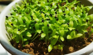 怎么种植火龙果的种子（如何种植火龙果种子）