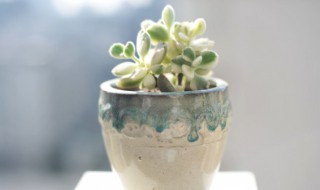 多肉植物怎么种植需要施肥吗 多肉植物要施肥吗?