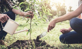 幼儿园植树节活动教案2篇 幼儿园《植树节》教案