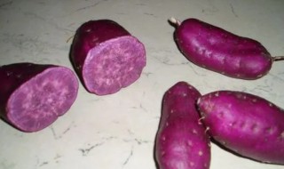 紫薯如何保存不会发芽(紫薯会不会发芽)