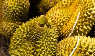 榴莲盆栽种植方法（榴莲如何栽植）