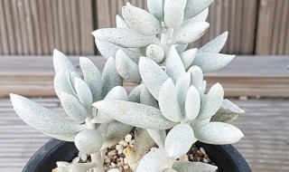 多肉植物银月的种植方法（银月多肉开花图片）