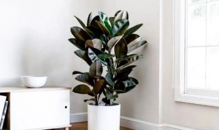 橡皮树可以在室内养么 橡皮树能在室外养吗