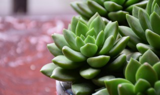 春天多肉植物为什么会变绿色植物 多肉植物为什么会变成绿色