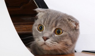 猫咪掉毛怎么办呢 猫咪很掉毛怎么办