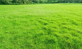 请问室内种植草坪可行吗 草坪好种植吗