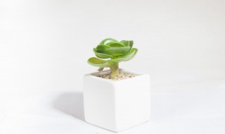 多肉植物可以和君子兰种一起吗（多肉植物可以和君子兰种一起吗怎么种）