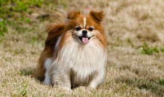 金毛狗老掉毛怎么办(金毛掉毛怎么办?6招帮你轻松解决)