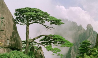 黄山贵宾迎客松在哪（黄山(贵宾迎客松）