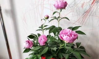 芍药花在家能养吗 芍药花在家里面养好不好养