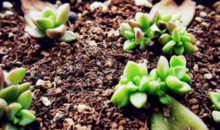多肉植物发芽生根了怎么种植（多肉叶子怎么发芽生根）