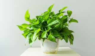 为什么绿萝的根都烂了（绿萝的根都烂了是什么原因）