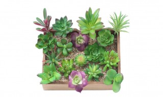 多肉植物刚买回来怎样种植（刚买回的多肉植物怎么养）