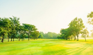 在什么树上可以嫁接美国红枫树芽(美国红枫用什么树嫁接)