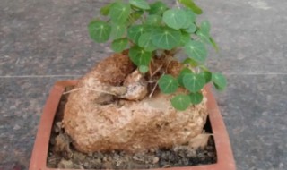 山乌龟盆景可不可以在室内种植（山乌龟的种植方法可以种室外吗）