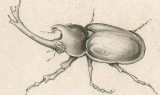 世界上最大的独角仙是哪一种 世界上最长的独角仙