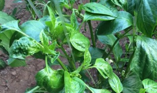 青椒叶子往上卷是什么原因 辣椒叶子往上卷