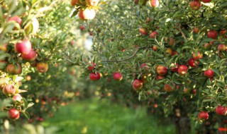 女人梦见树上结满金黄果实 女人梦见树上结满金黄果实树断了