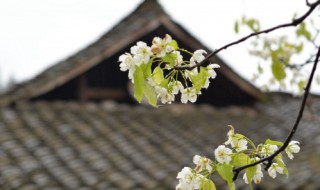 清明节习俗简短（清明节有什么风俗）