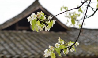 有关清明节习俗的古诗 清明节的风俗古诗