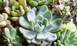 多肉植物种子适合在秋冬季种植吗（多肉种子冬天种植方法）