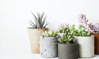 多肉植物的种植要铺石头吗（多肉植物为什么铺石头）