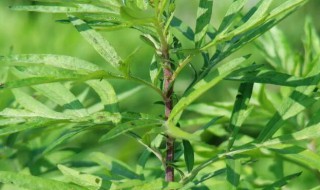 臭艾与艾草的区别是什么（艾草为什么臭臭的）