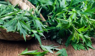 怎么晒干新鲜艾叶（怎样晒艾叶干）