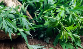 新鲜艾叶怎么晒干（新鲜艾叶怎么晒干视频）