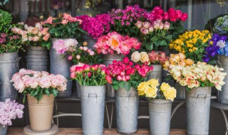 长寿花一年四季都会开花吗（长寿花会四季开花吗?）