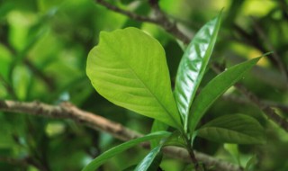 栀子花耐寒吗 达摩栀子花耐寒吗