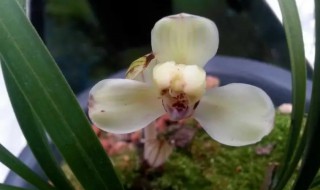 开白花的兰花是什么品种的 兰花开小白花是什么品种