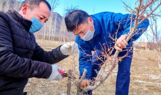 桃树上能嫁接杏树的枝条吗 在杏树上嫁接桃树能结桃吗?
