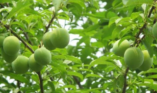 李子树怎么嫁接（李子树怎么嫁接视频）