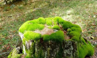 苔藓形态特征（苔藓的形态）