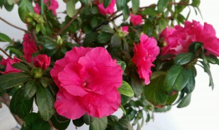 杜鹃花叶子干枯一碰就掉 杜鹃花叶子干枯一碰就掉怎么办