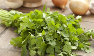 香菜种植方法和时间几月播种(香菜的种植时间和方法)