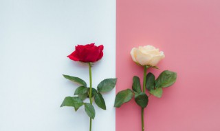 33朵白玫瑰花语（33朵白玫瑰花语是什么意思）