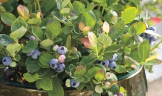 蓝莓树如何修剪 蓝莓树形修剪