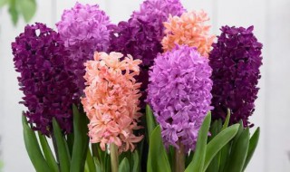 水养风信子一般水要多久换一次(风信子什么时候换一次水)