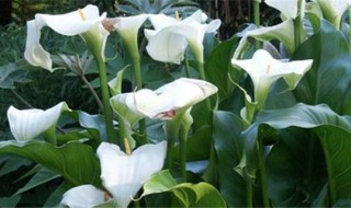 马蹄莲插花怎么养 马蹄莲插花养护