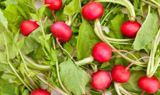 樱桃萝卜有哪些高产种植技巧 樱桃萝卜的种植步骤