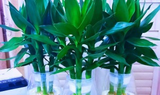 水培莲花竹怎么养 水培莲花竹可以放室内嘛
