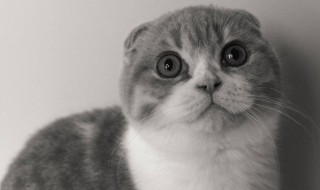 家里养猫味道大怎么办(家里养猫味道很大怎么办)